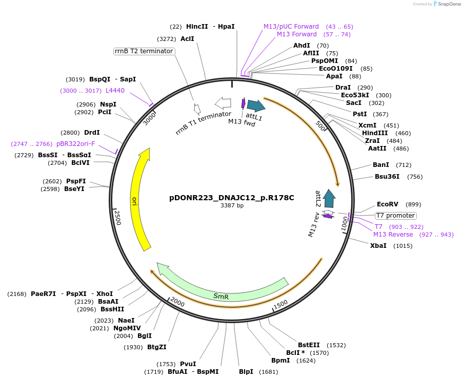 81301-plasmid-map-sequence-id-168392