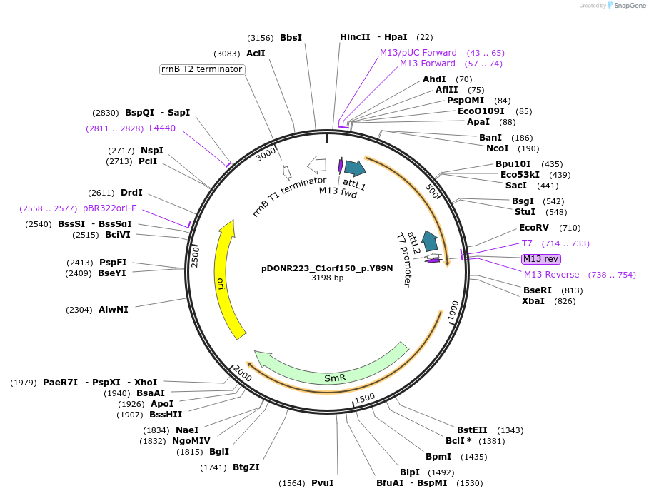 81304-plasmid-map-sequence-id-168405