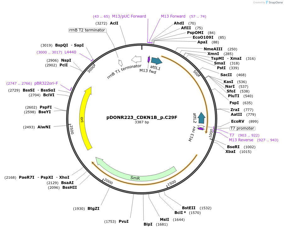 81307-plasmid-map-sequence-id-168420