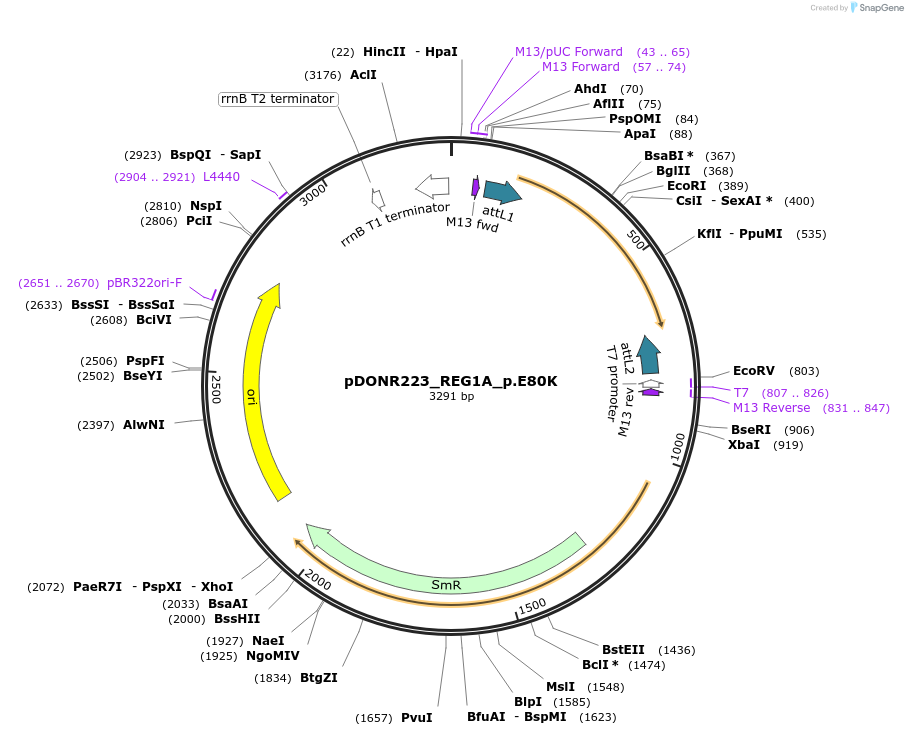 81318-plasmid-map-sequence-id-168425
