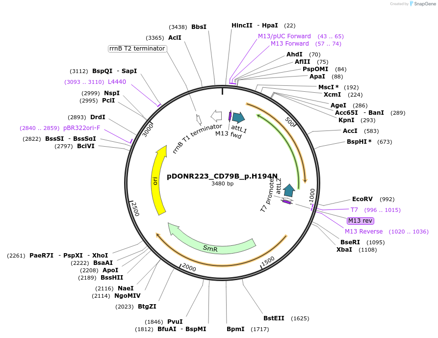 81322-plasmid-map-sequence-id-168427