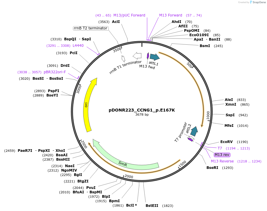 81326-plasmid-map-sequence-id-168481