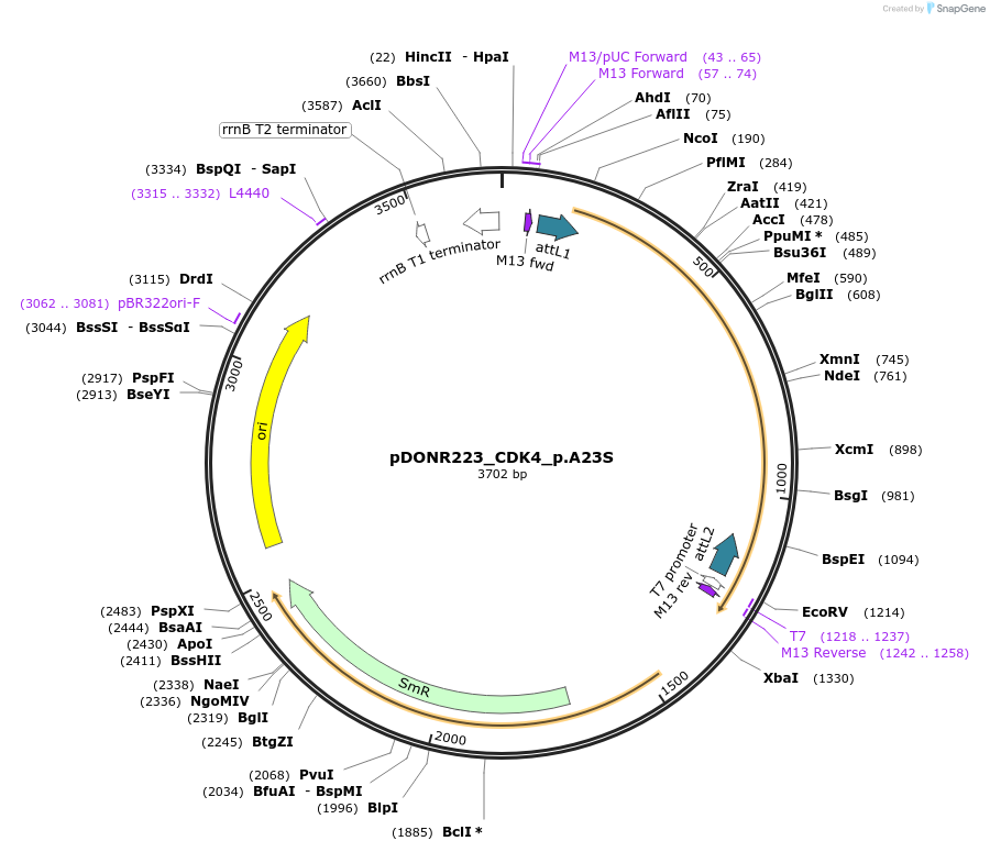 81327-plasmid-map-sequence-id-168483