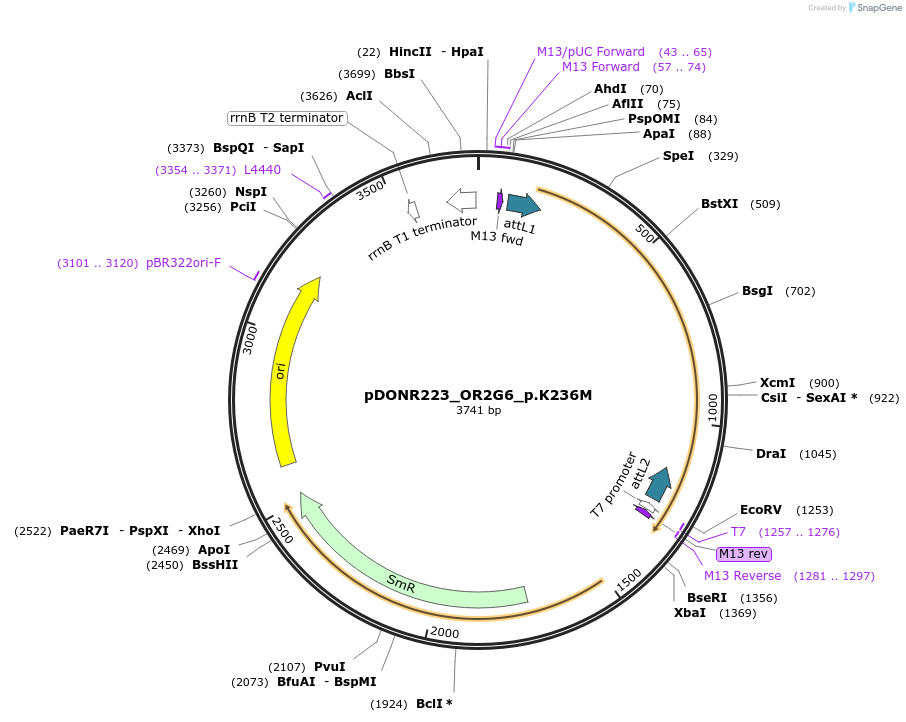 81342-plasmid-map-sequence-id-168491