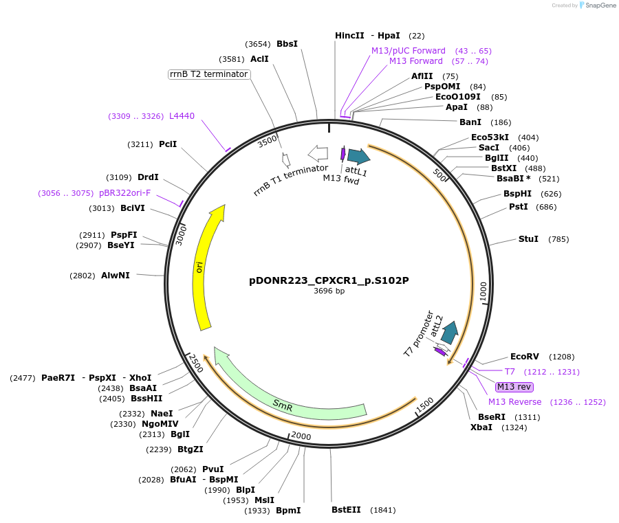 81340-plasmid-map-sequence-id-168519