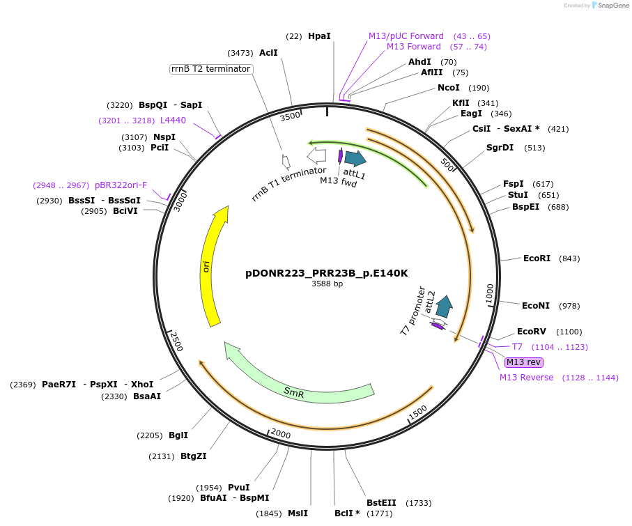 81345-plasmid-map-sequence-id-168525