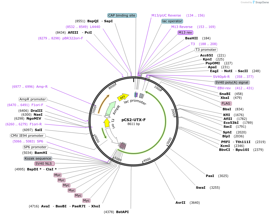 17438-plasmid-map-sequence-id-168578