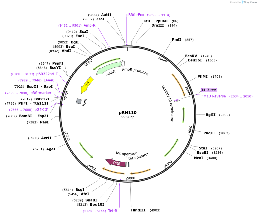 84462-plasmid-map-sequence-id-168588
