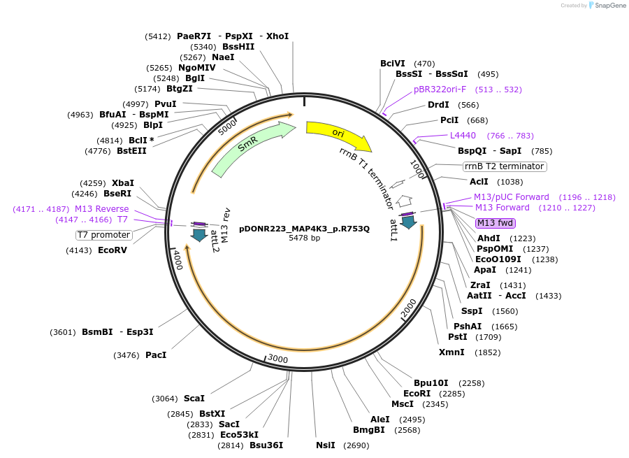 81688-plasmid-map-sequence-id-168589