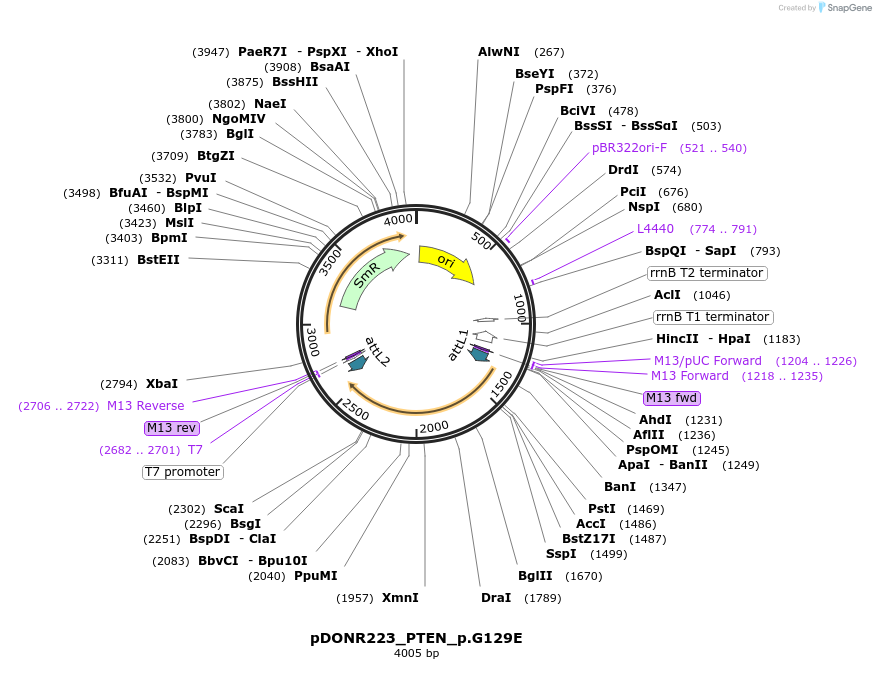 81689-plasmid-map-sequence-id-168590