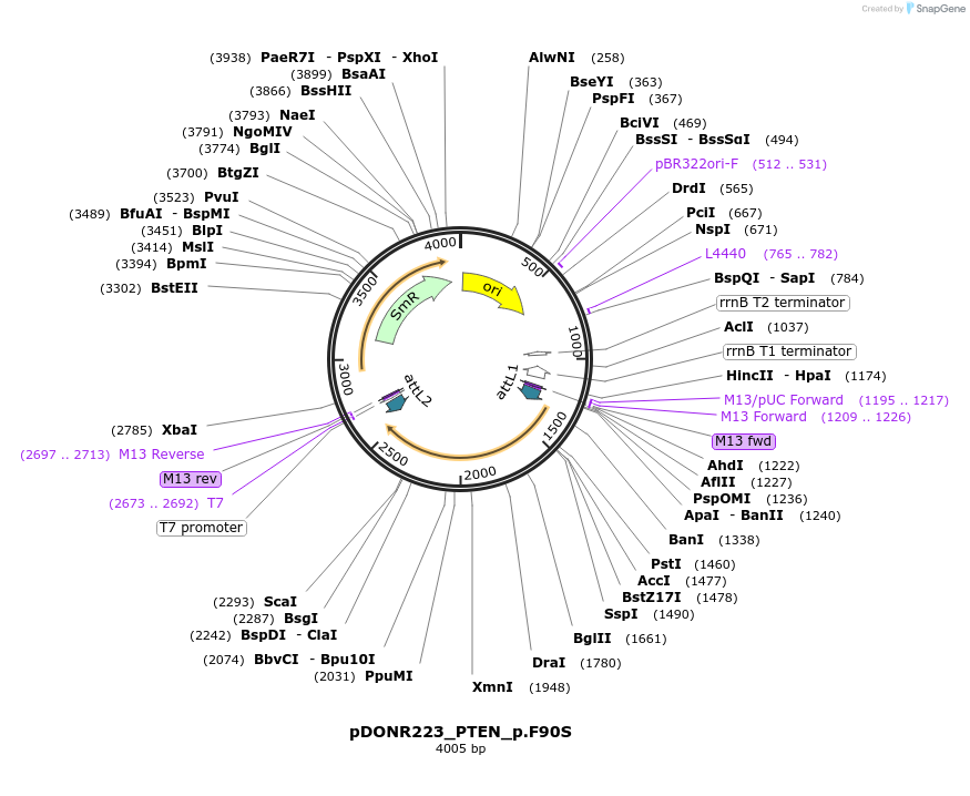 81693-plasmid-map-sequence-id-168596