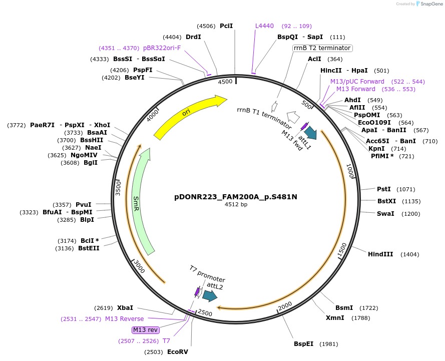 81495-plasmid-map-sequence-id-168605