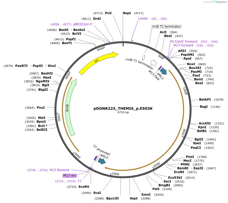 81500-plasmid-map-sequence-id-168615