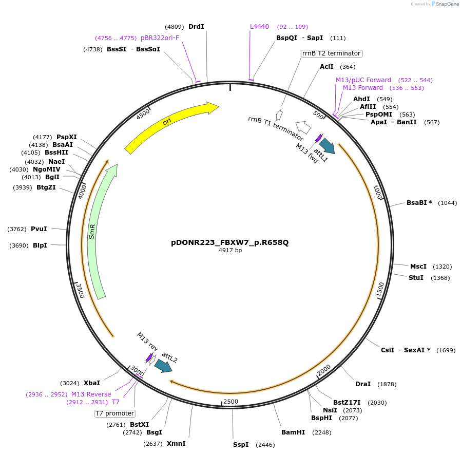 81502-plasmid-map-sequence-id-168617