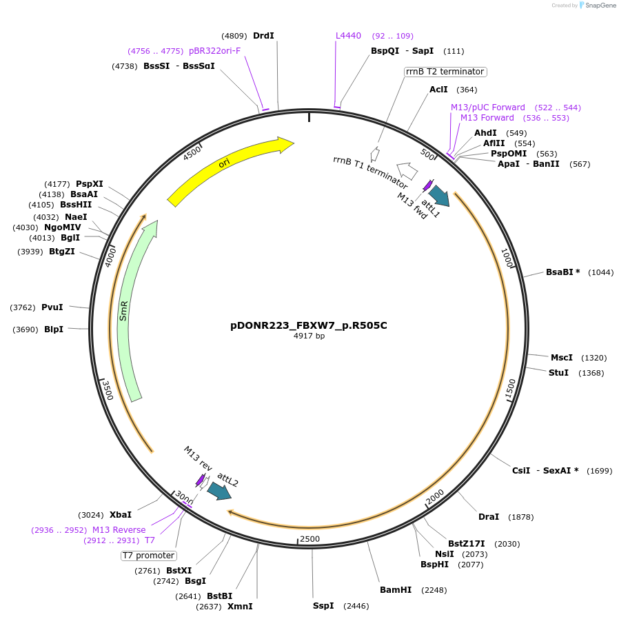 81507-plasmid-map-sequence-id-168622