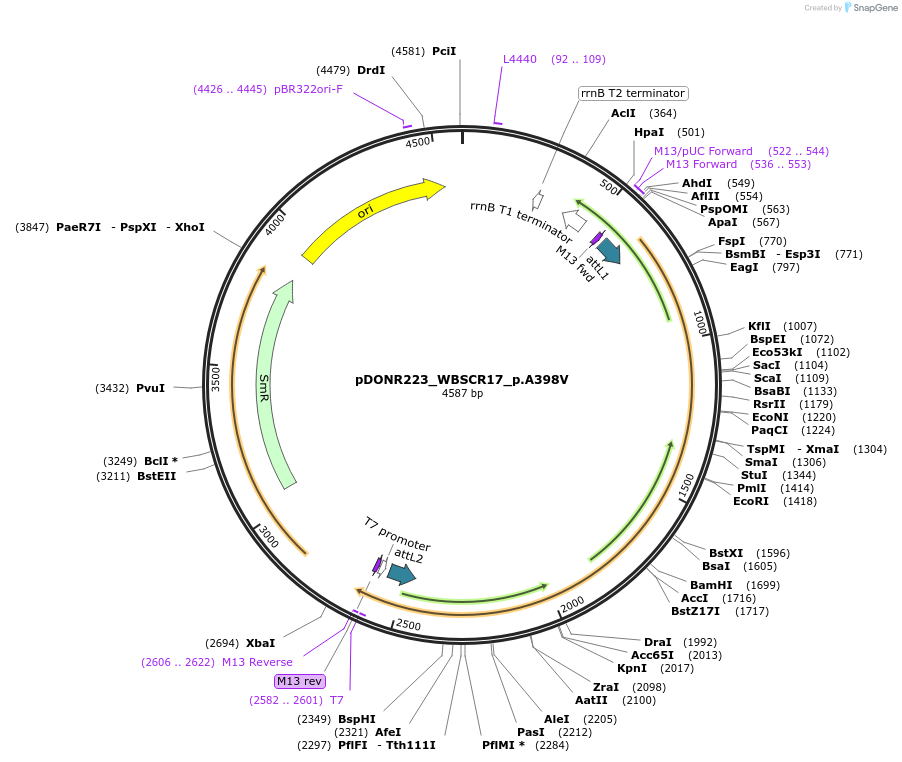 81512-plasmid-map-sequence-id-168626