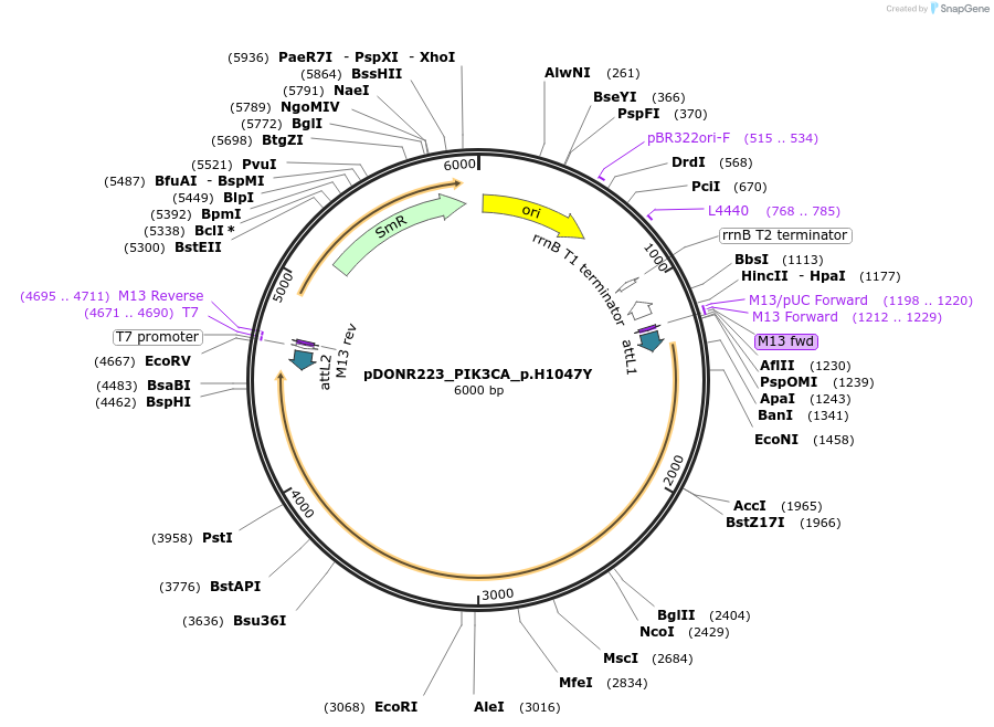 81701-plasmid-map-sequence-id-168627