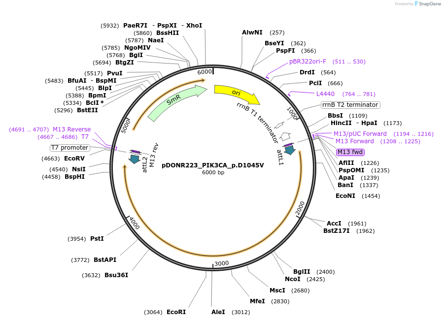 81702-plasmid-map-sequence-id-168630