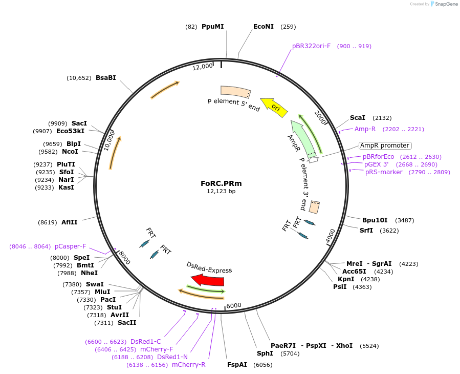 84587-plasmid-map-sequence-id-168648