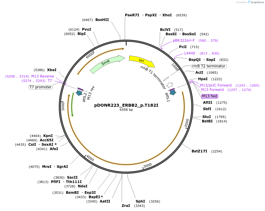 81705-plasmid-map-sequence-id-168649
