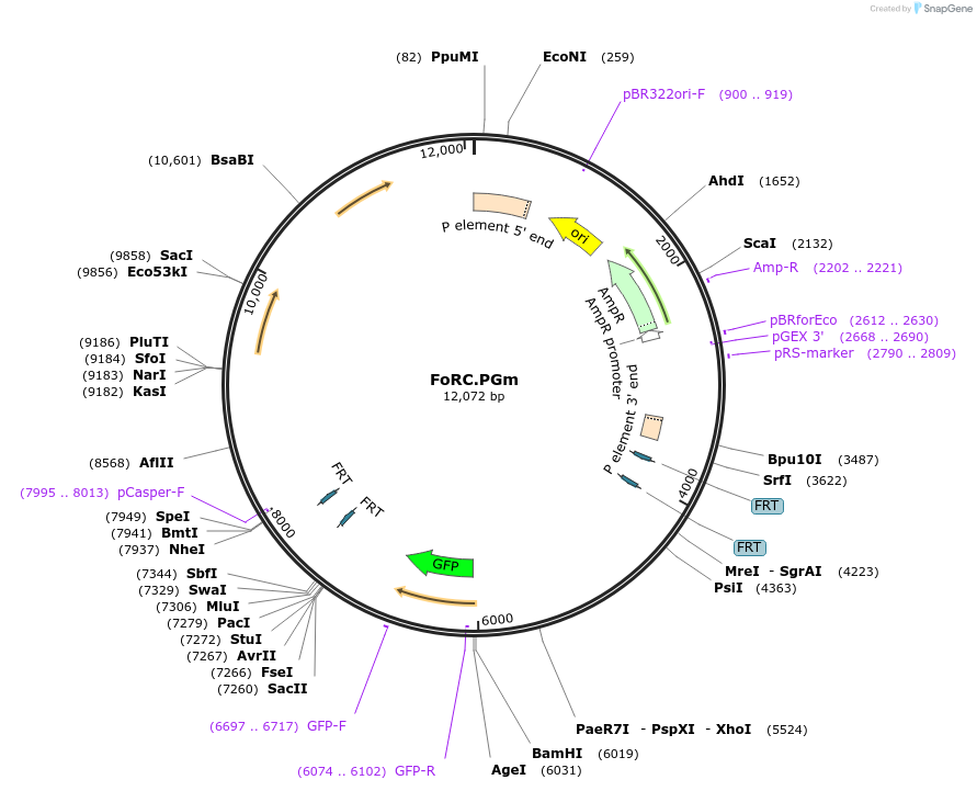 84586-plasmid-map-sequence-id-168650