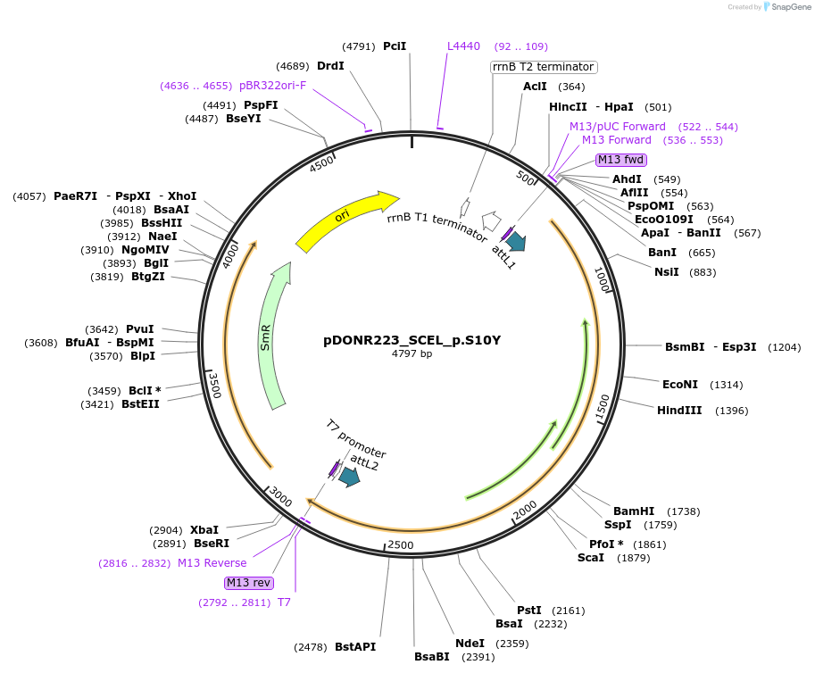 81522-plasmid-map-sequence-id-168677