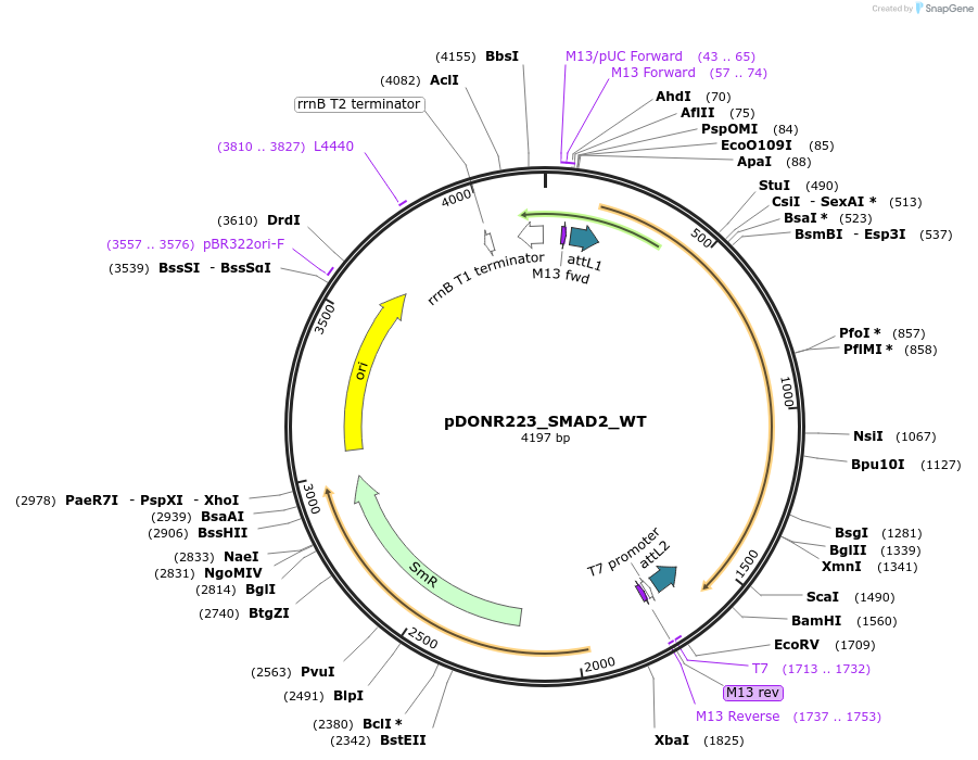 81830-plasmid-map-sequence-id-168678