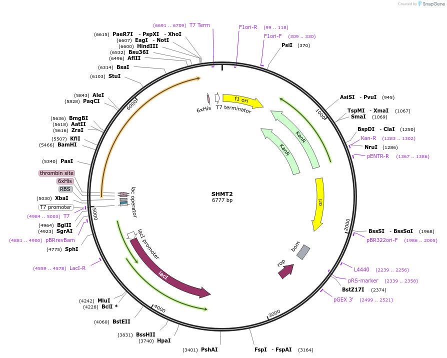 25479-plasmid-map-sequence-id-168679