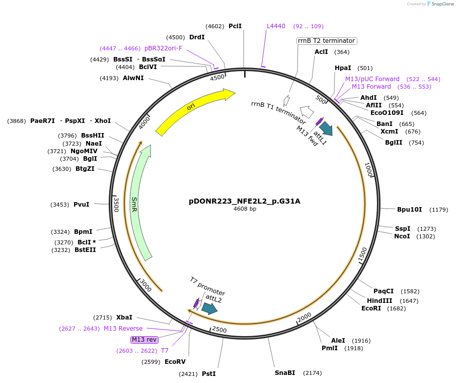 81524-plasmid-map-sequence-id-168682