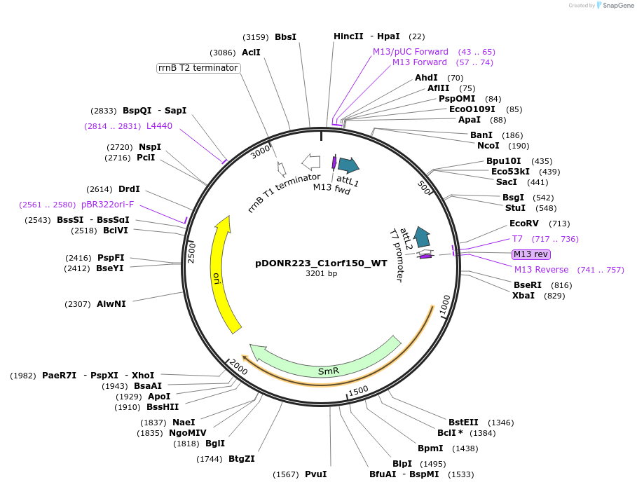 81842-plasmid-map-sequence-id-168729
