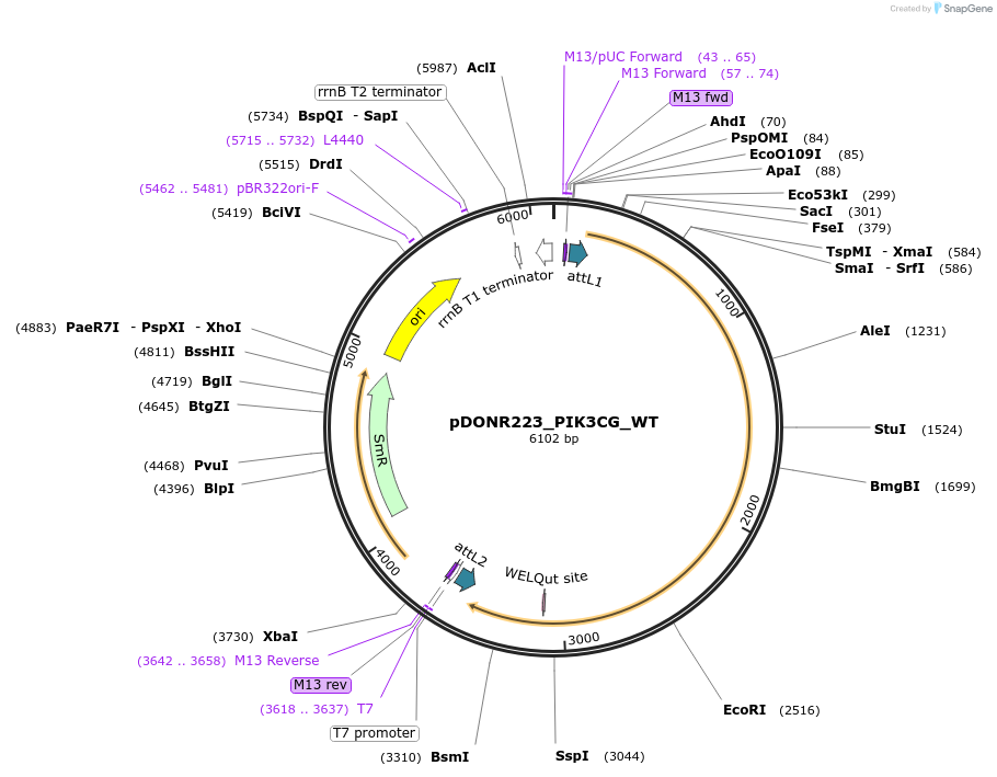 81843-plasmid-map-sequence-id-168730