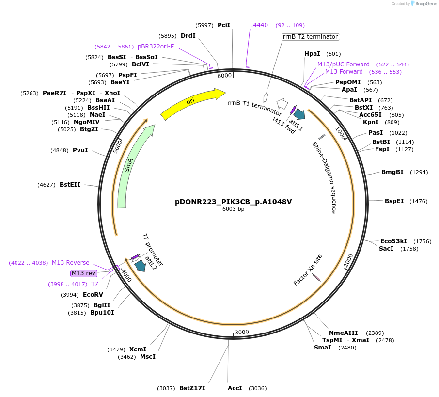 81533-plasmid-map-sequence-id-168743