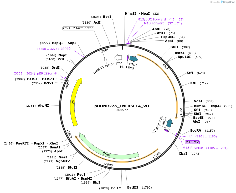 81850-plasmid-map-sequence-id-168744
