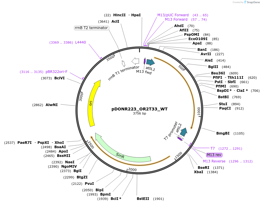 81851-plasmid-map-sequence-id-168749