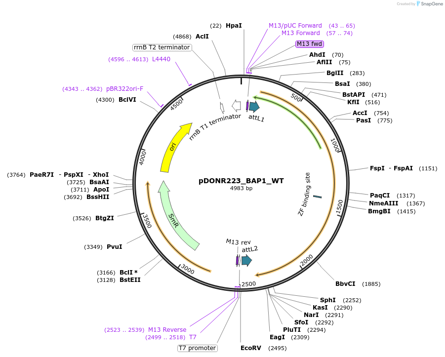 81852-plasmid-map-sequence-id-168752