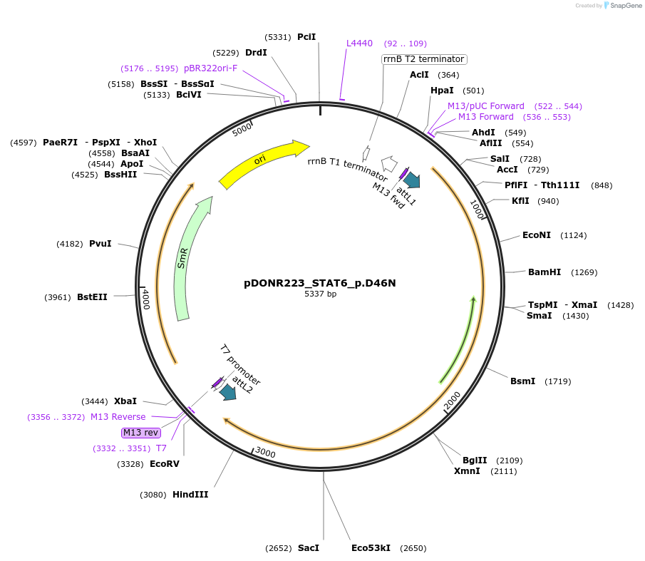 81537-plasmid-map-sequence-id-168772