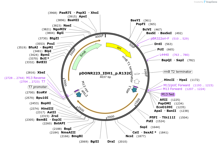 81726-plasmid-map-sequence-id-168793