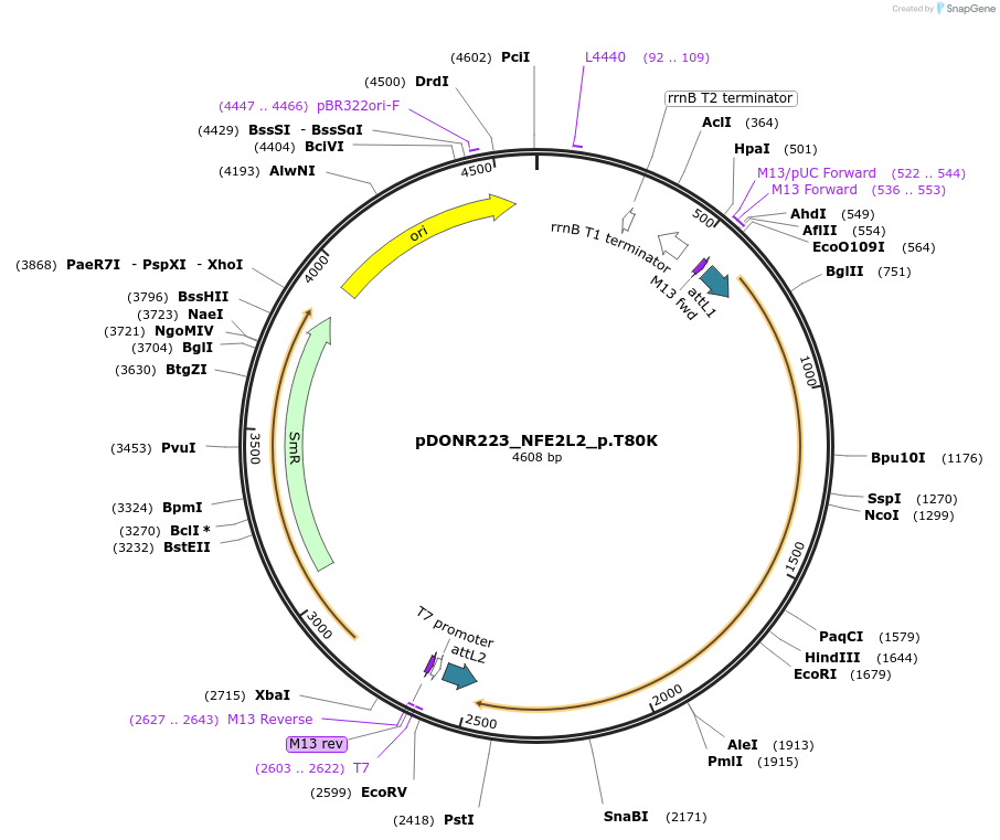 81511-plasmid-map-sequence-id-168797