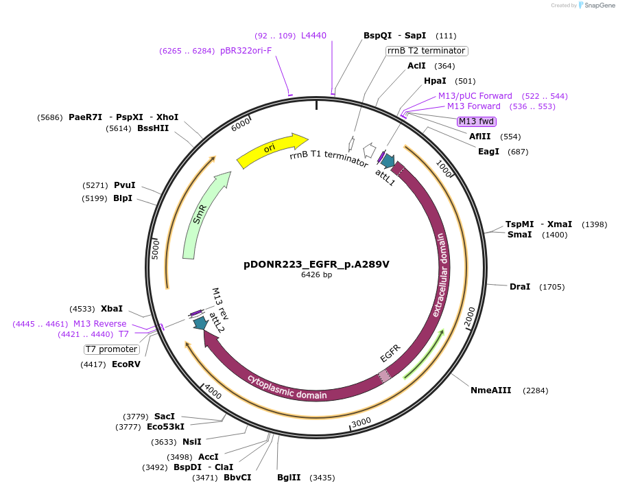 81733-plasmid-map-sequence-id-168802