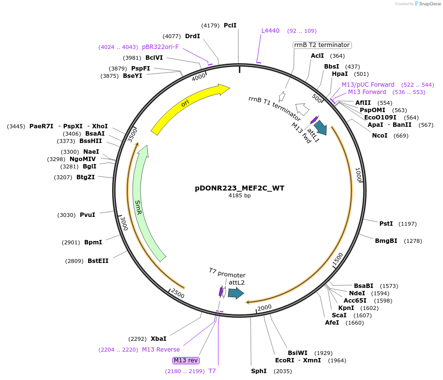 81735-plasmid-map-sequence-id-168809