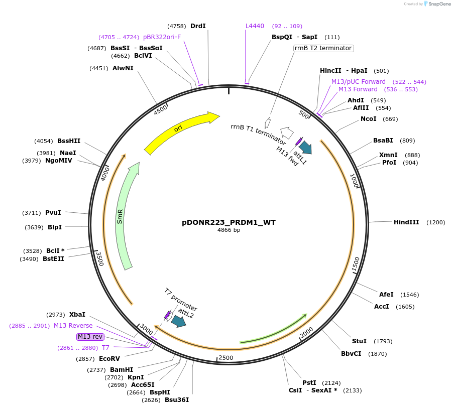 81740-plasmid-map-sequence-id-168820