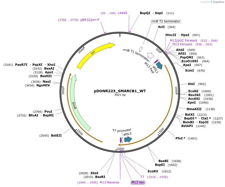 81743-plasmid-map-sequence-id-168826