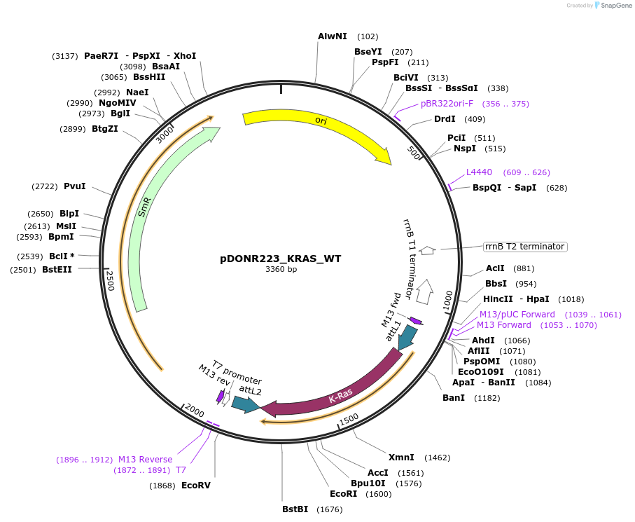 81923-plasmid-map-sequence-id-168829