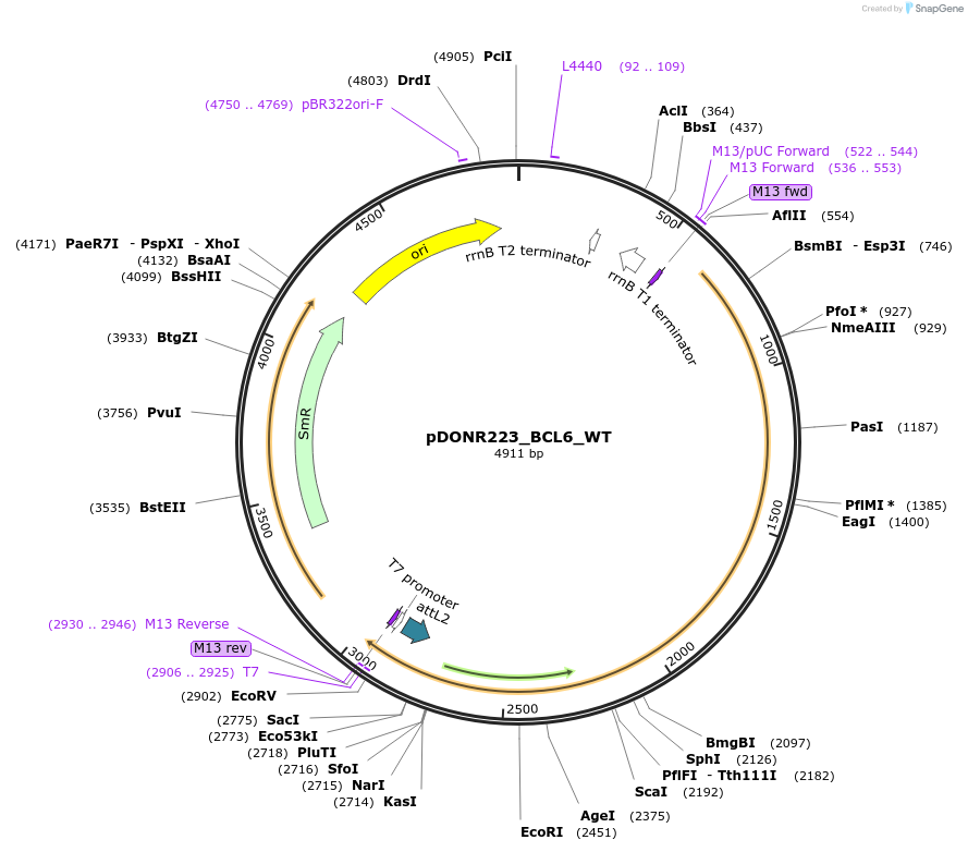 81746-plasmid-map-sequence-id-168830