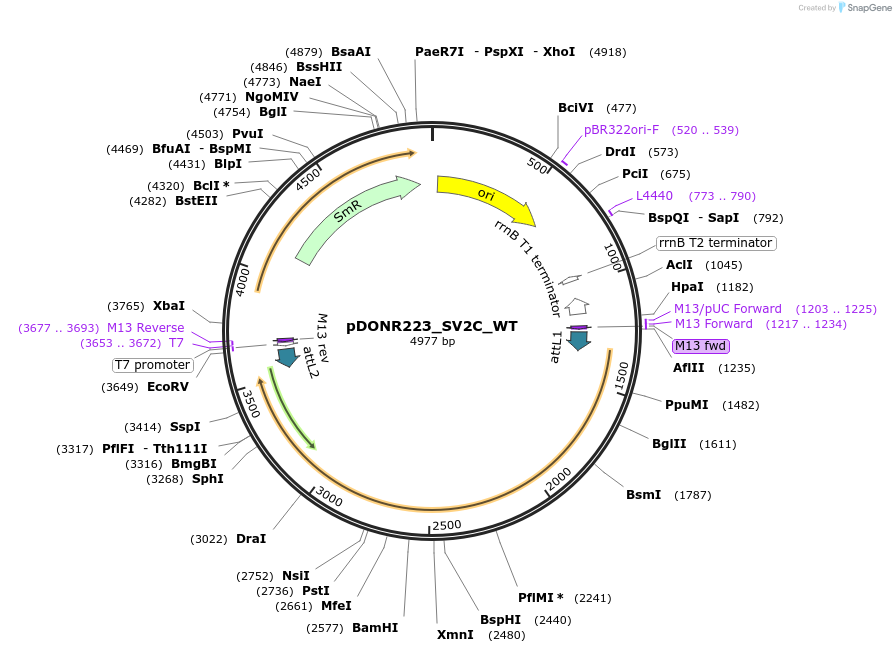 81924-plasmid-map-sequence-id-168832