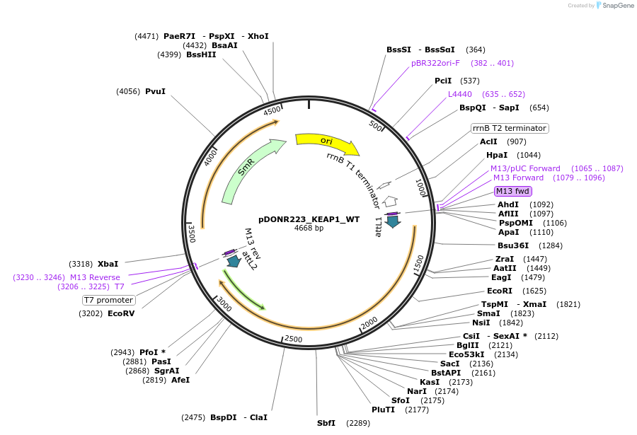 81925-plasmid-map-sequence-id-168836