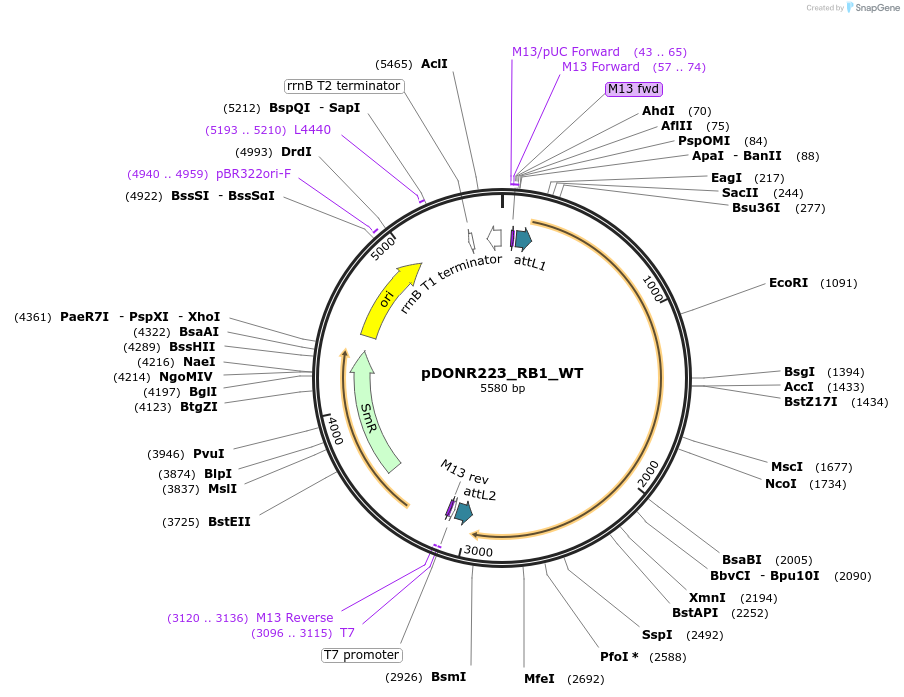 81857-plasmid-map-sequence-id-168838