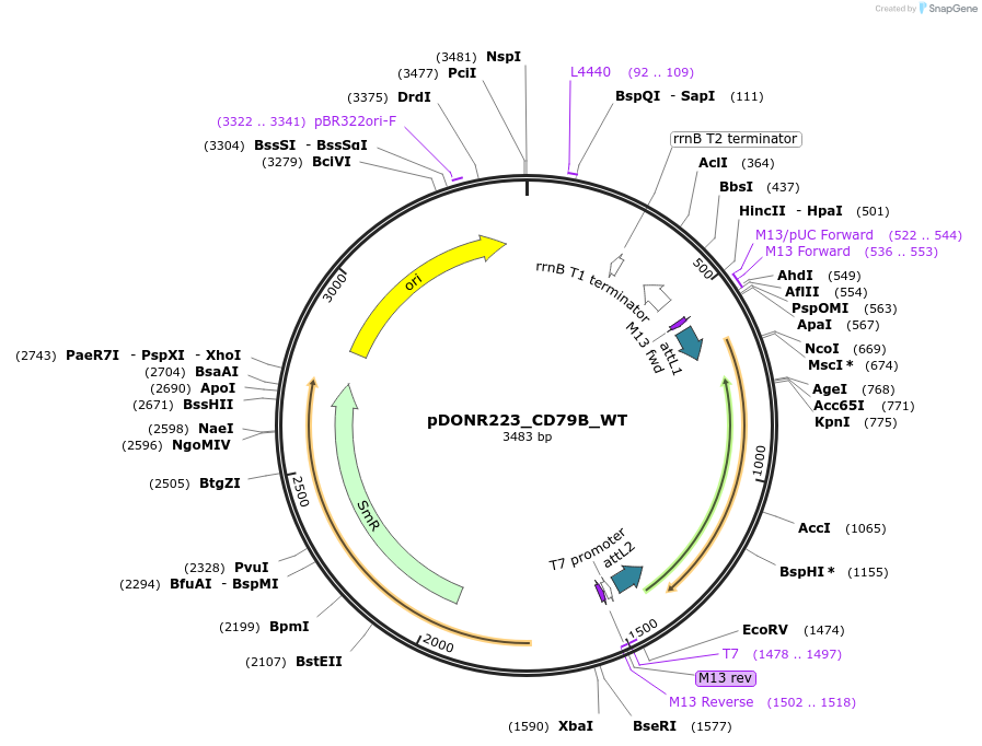 81750-plasmid-map-sequence-id-168839