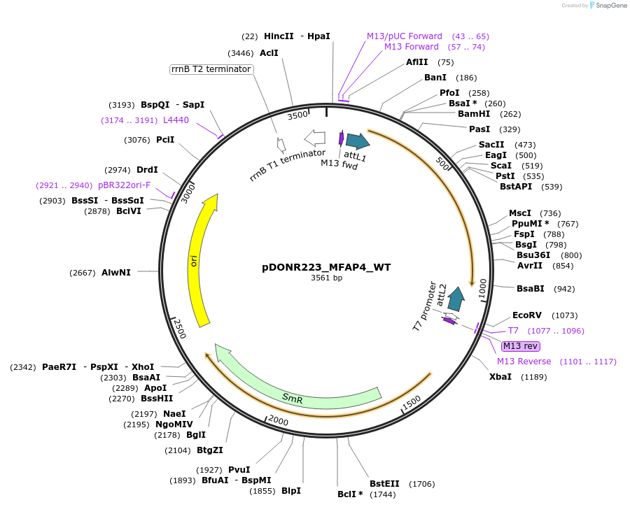 81858-plasmid-map-sequence-id-168840
