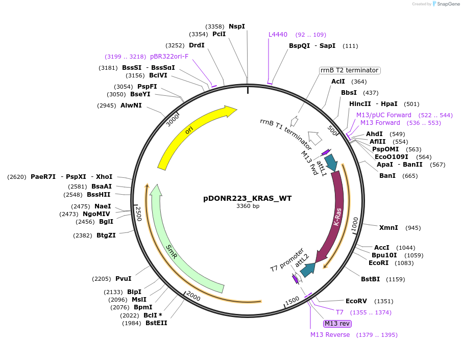 81751-plasmid-map-sequence-id-168841